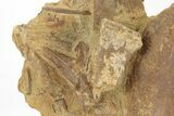 Dinosaur Tendons and Bones in Sandstone - Wyoming #228059-2